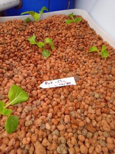 freshly planted
